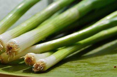 KNESSiN Open-Pollinated Piero Green Onion Seeds For Kitchen Gardening-(1200 Seeds) Seed(1200 per packet)