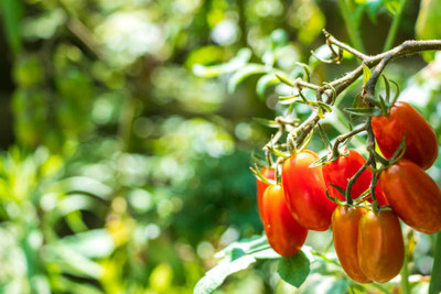 STARKC tomato Seed(25 per packet)