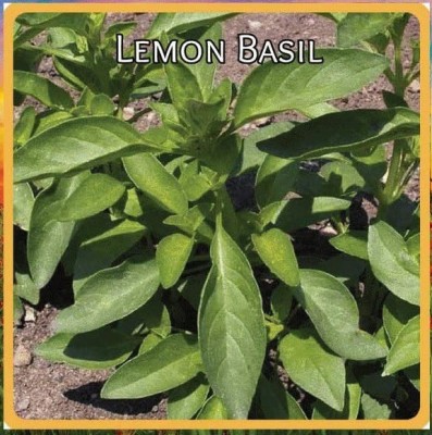 VibeX NDIR-34 - Organic Lemon Basil - (1500 Seeds) Seed(1500 per packet)