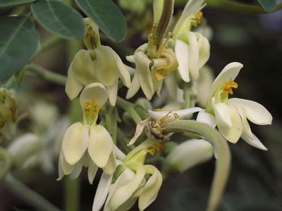 VibeX PAU-96 - PKM1 Moringa Oleifera Malunggay - (1350 Seeds) Seed(1350 per packet)