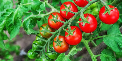 XOLDAA hybrid f1 quality tomato seeds Seed(45 per packet)