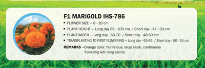 VibeX F1 MARIGOLD IHS-786(1000 Seeds) Seed(1000 per packet)
