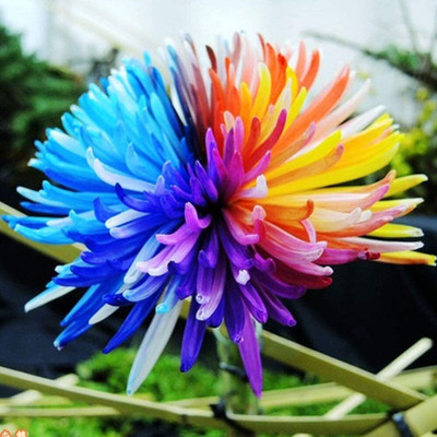 CYBEXIS VXI-36 - Rainbow Daisy Chrysanthemum - (90 Seeds) Seed(90 per packet)