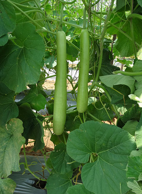 UGRA Long Bottle Gourd Seeds Seed(20 per packet)