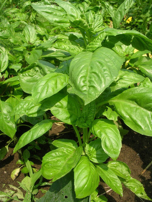 Qualtivate PAU-17 Nufar F1 Basil Seeds Seed(1000 per packet)