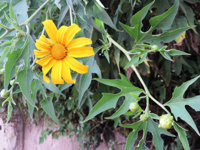 XOLDA Exotic tithonia Seed(25 per packet)