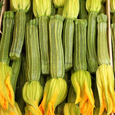 Qualtivate PUA-8A Greyzinni Zucchini Summer Squash Seed(30 per packet)