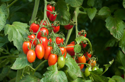 cauliflower tomato Seed(145 per packet)
