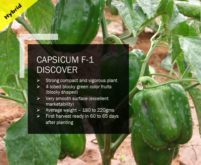VibeX CAPSICUM F-1 DISCOVER SEEDS(1000 Seeds) Seed(1000 per packet)