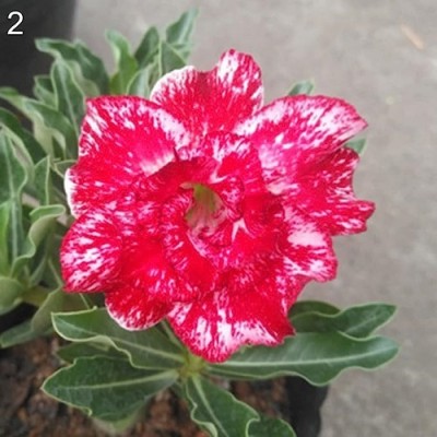 DIVINE ADENIUM Seed(45 per packet)