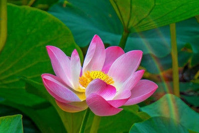 Hybrid Galaxy lotus,kamal gatta Seed(11 per packet)