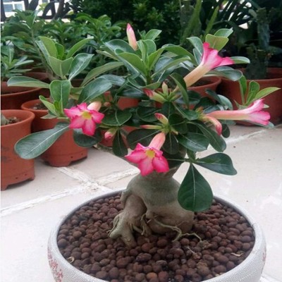 Qualtivate ™ Greening Flowers/Desert Rose Seeds(30 Seeds) Seed(100 per packet)