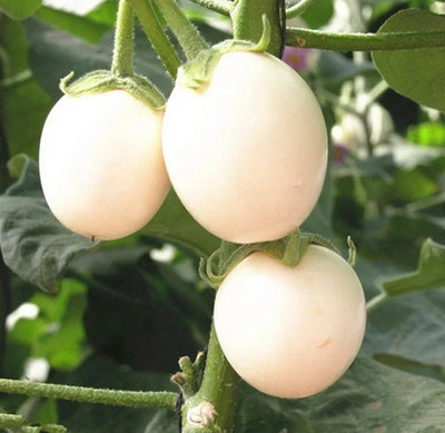 UGRA Brinjal Seed(500 per packet)