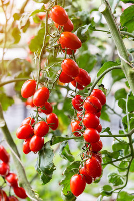 Sidhi Nazar tomato Seed(105 per packet)