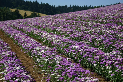 Aywal umbellata Dwarf Fairy Mix - Candytuft Seed(30 per packet)