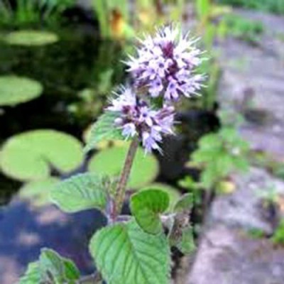 CYBEXIS NDIR-68 - Water Mint Mentha Aquatica - (450 Seeds) Seed(450 per packet)