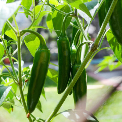 Biosnyg Easy to Grow Giant Jalapeno Chilli Seeds For Planting-(400 Seeds) Seed(400 per packet)