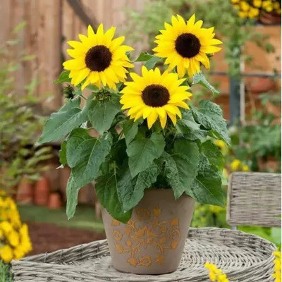 Aro Miniature sun flower Seed(55 per packet)