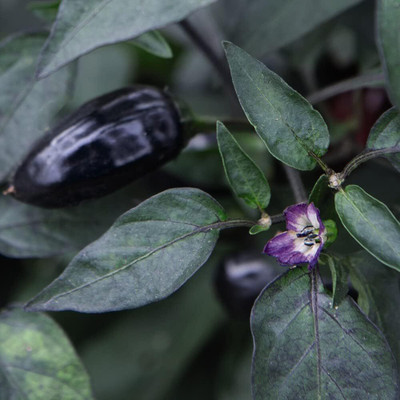 Biosnyg Hybrid Hungarian Black Chilli Seeds For Kitchen Gardening-(2000 Seeds) Seed(2000 per packet)