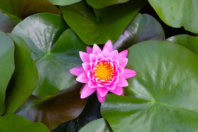 MYLAWN lotus,kamal gatta Seed(14 per packet)