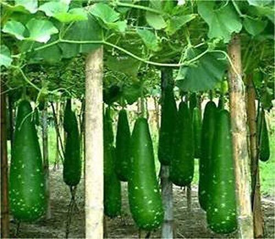 ACMS Dark Green Bottle Gourd Bangladeshi Hazari Lau, Pani Kadu, Lauki Seed(50 per packet)
