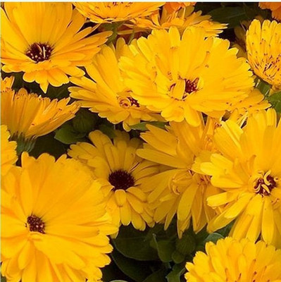 Lippy Calendula Yellow W/Black Centre Flower Seed(100 per packet)