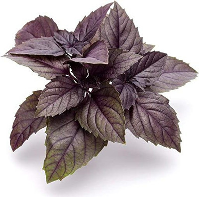 VibeX ® LXI-25 Red Rubin Basil Seeds Seed(1000 per packet)