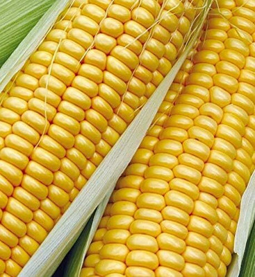 KNESSiN Sweet Corn Swift Seed(500 per packet)