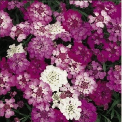 CEZIUS Candytuft - Dwarf Fairy Mix Flower Seed(100 per packet)