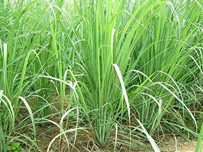 Aywal Lemon Grass/Lemongrass Seed(110 per packet)