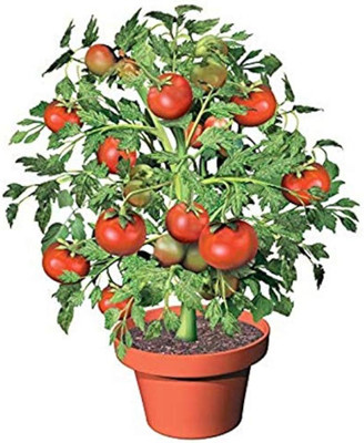 ibains Climbing tomato seed Seed(95 per packet)