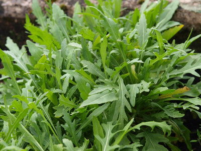 WILLVINE Thin-Leaf Russian Dvoryadnik Indau (arugula Wild)-[500 Seeds] Seed(500 per packet)