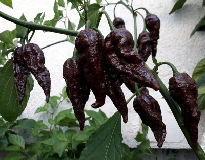 CYBEXIS Chocolate Naga Jolokia Chilli Seeds - Bhut Jolokia - Ghost Chilli600 Seeds Seed(600 per packet)