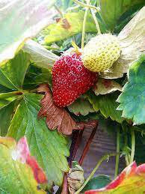 XOLDAA BEST QUALITY HYBRID STRAWBERRY Seed(145 per packet)