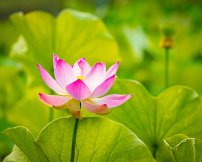 Arshisyat lotus,kamal gatta Seed(10 per packet)