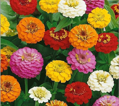 jkfarm Multi color Zinnia Flower Seed(52 per packet)