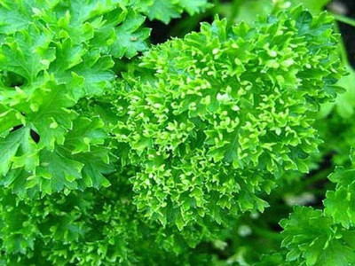 SOWCAN Moss Curled Leaf Parsley -Organic Parsley Seed(200 per packet)