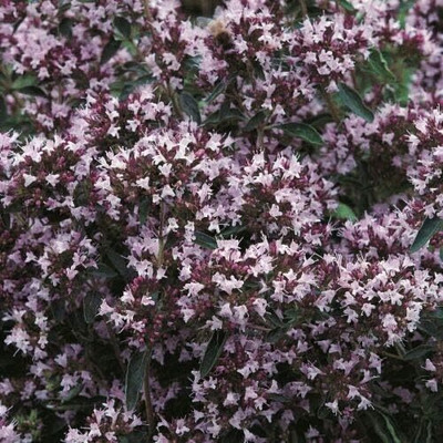 KNESSiN Herb - Oregano-100 x[400 Seeds] Seed(400 per packet)