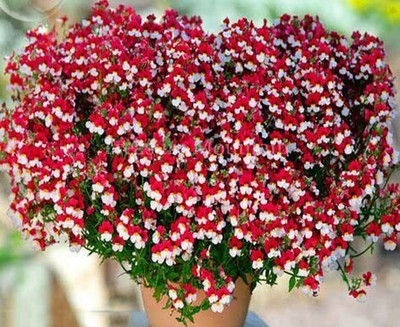 Aywal Nemesia Sun Mixed Seed(20 per packet)