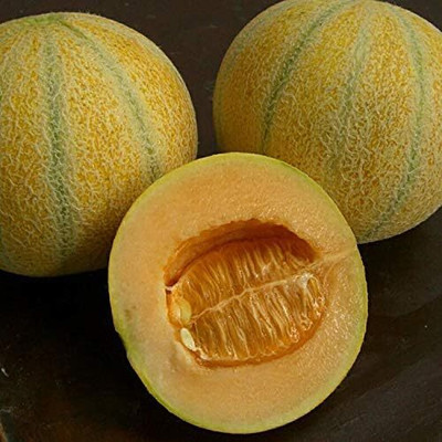 Qualtivate PUA-2A Cantaloupe Musk Melon Sweet Big Five Mix Seed(200 per packet)
