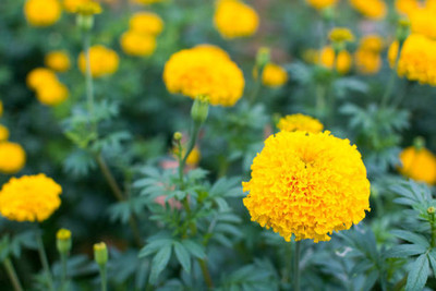 HUEX marigold,gende ka phool seeds Seed(22 per packet)