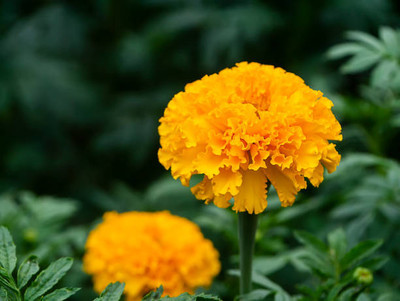 JDM Store marigold/gende ka phool flower seeds Seed(50 per packet)