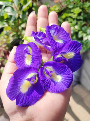 DEYS AGRO ™ Premium aparajita flower plant seeds all colour mix Seed(16 per packet)