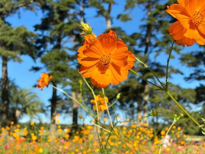 Seedsqlty cosmos flower seeds orange, high germination (55 seeds) Seed(55 per packet)