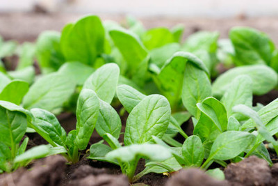 AFARTIOBINA 50 PCS SPINACH SEEDS-A02 Seed(50 per packet)