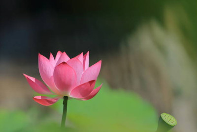Haritadhara lotus,kamal gatta Seed(11 per packet)