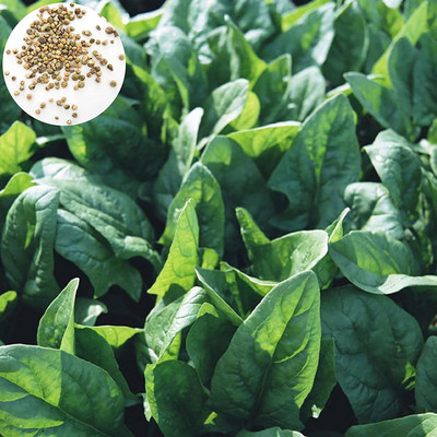 CYBEXIS Spinach Seeds Non-GMO 1000 Seeds Seed(1000 per packet)