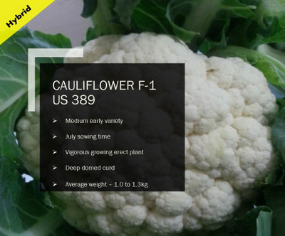 CYBEXIS CAULIFLOWER F-1 PUAS-389 SEEDS(2500 Seeds) Seed(2500 per packet)
