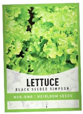 CYBEXIS Black Seeded Simpson Lettuce4000 Seeds Seed(4000 per packet)