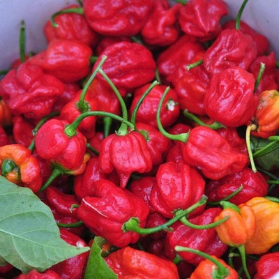 Biosnyg Fast Growing Trinidad Scorpion Pepper Seeds For Kitchen Gardening-(4000 Seeds) Seed(4000 per packet)